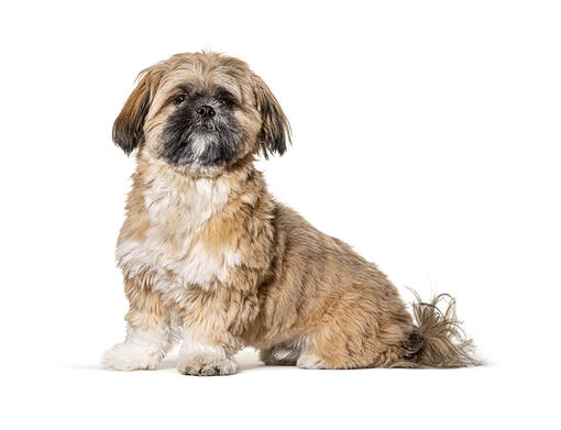 Shih Tzu Dog Breed Information Purina Singapore